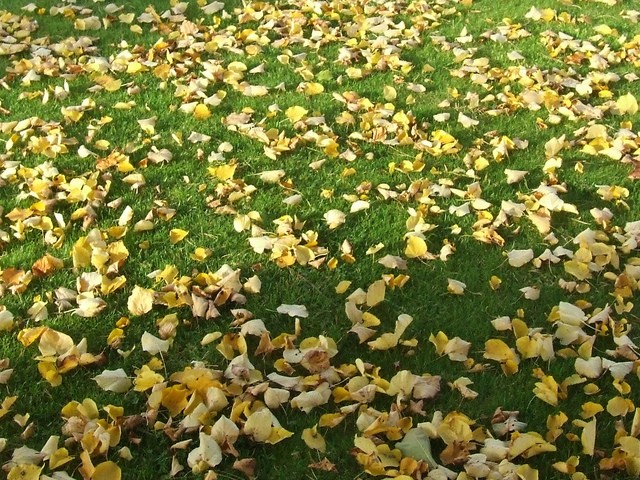 *Fallen Leaves in Peasenhall*